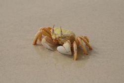 der sea ghost crab , wadi il gimal island by Helmy Mohamed 